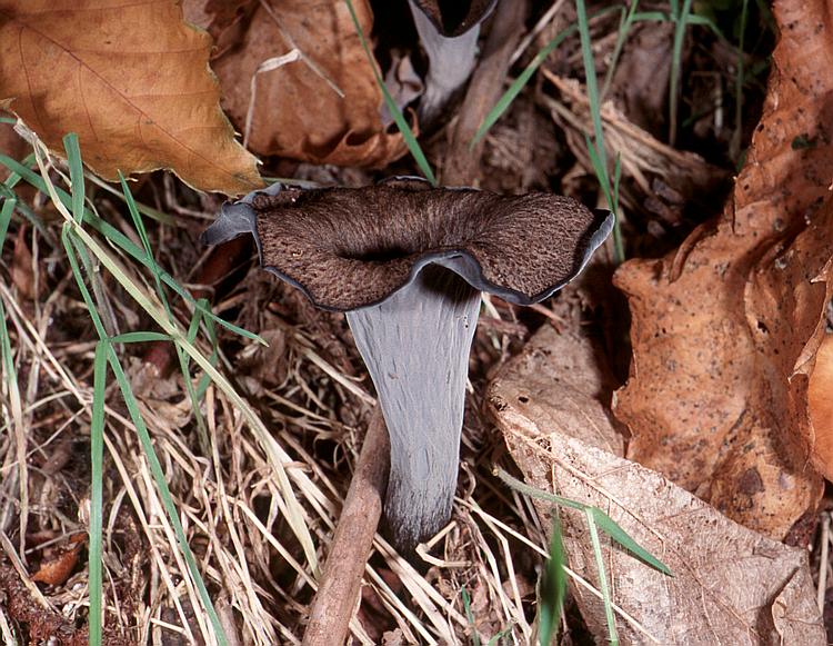  Image name: Trombetta dei Morti5.jpg 
 width: 750 pixel 
 height: 581 pixel 
 Size: 111427 bytes 
 Click to enlarge 